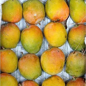 Amrut Payri